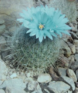 Image of a cactus flower