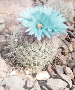 Photograph of a flowering cactus