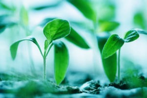 Photograph of small plants shooting